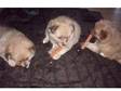 pomeranain puppy for sale. I have 1 pomerainan puppy....