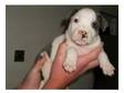 staffordshire bull terrier pups BLUE. BLUE staff pups 8....