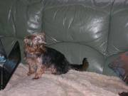 Yorkshire Terrier