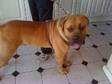 DOG de Bordeaux- X - BOERBOEL (AFRican MASTTIFF) (....