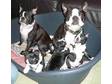 ADORABLE BOSTON TERRIER PUPPIES 7weeks olds.we have 2....