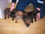 staffy cross rottie pups ready 23/12/09 £140