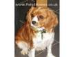 cavalier king charles. female cavalier king charles....