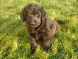 Labradoodle Puppies. Gorgeous Black Labradoodle Puppies.....