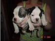 Old Tyme Bulldog Pups. 5 generation pedigree bulldog....