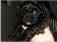 Stunning Shih Chon (shih tzu/Bichon) puppys