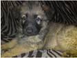 German Shepherd Puppies only 1 Girl Left