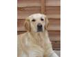 Pedigree KC Registered Golden Retriever Puppies in Uxbridge,  Middx