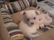 Chihuahua cross Bichon Frise