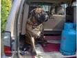 bullmastiff. bullmastif male very large build brindle in....