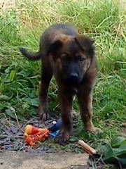 alsatian cross puppie Offers