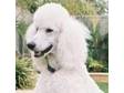 Stunning White Standard Poodle at stud