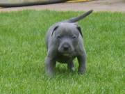 rish Blue Staffs For Sale