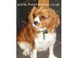 cavalier king charles