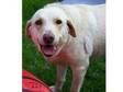 Ped Yellow Lab Bitch Spayed Free to good home. Pedigree, ....