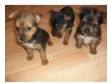 yorkie x jack russell 8 wks old has been wormed and had....