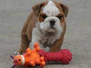 Christmas english bulldog puppies are available