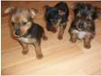 yorkie x jack russell 8 wks old