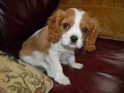 Fantastic Cavalier King Charles Puppies For This Xmas Season