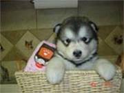 Alaskan Malamute Puppies for Sale