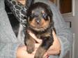 ROTTWEILER PUPPIES. beautiful big rottweiler puppies 5....