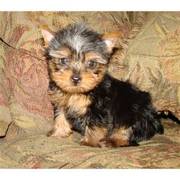 yorkie puppies(williamlafield@yahoo.com)