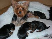 yorkshire terrier puppies