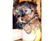 UKC Registered Teacup Yorkie Puppies