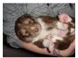 Labuskys. Husky X Labradors 4 beautiful puppies 3 boys 1....