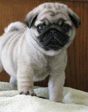 Fawn Pug Puppies For Sale