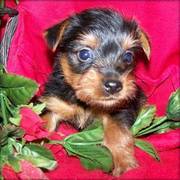 Cute Yorkshire Terrier Puppies for Christmas