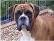 STUNNING RED AND WHITE BOXER AT STUD (not 4 sale)