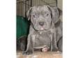 Neapolitan Mastiff cross puppy