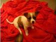 jack russell chihuahua mix. One girl is black,  white and....