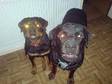 male and female rottweilers need loving forever homes i....