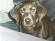 Labrador Puppies. we have 2 gorgeous male labradors....