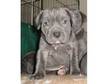 Neapolitan Mastiff cross puppy. Neapolitan Mastiff cross....