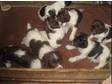 English Springer,  Spaniel Pups,  Liver & white,  KC Reg, ....