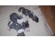 kc reg whippet puppys