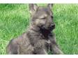 German Shepherd X Belgian Shepherd puppies boys & girls....