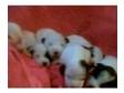 jack russell pups. hi i have for sale ready from 6 th....