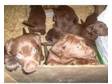 chocolate labrador pups. Beautiful Chocolate Chunky....