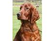 Pedigree KC Registered Irish Setter Puppies in Truro,  Cornwall