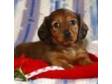 Mini Dachshund puppies for sale Mini Dachshund puppies....