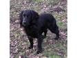 Wrenmarsh Gundogs Working Cocker & Springers at Stud.....