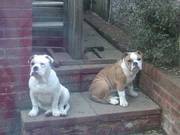 Bulldog pups (olde english) ONLY BOYS LEFT