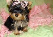 yorkshire terrier puppy