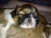 Shih Tzu puppies