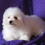 Bichon Frise