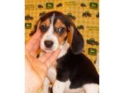 socialized BEAGLE boy n Girl Puppies